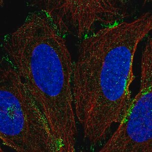 Merck Anti-COLEC12 antibody produced in rabbit