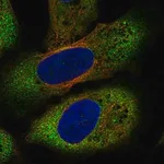 Merck Anti-FZD8 antibody produced in rabbit