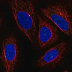 Merck Anti-CEP19 antibody produced in rabbit