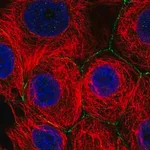 Merck Anti-SLC2A11 antibody produced in rabbit