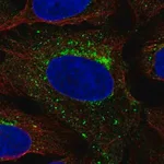 Merck Anti-SCAMP3 antibody produced in rabbit