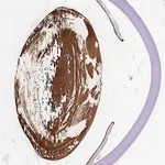 Merck Anti-CRYBA4 antibody produced in rabbit