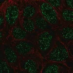Merck Anti-RTP4 antibody produced in rabbit