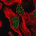 Merck Anti-PTBP3 antibody produced in rabbit