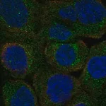 Merck Anti-PLSCR3 antibody produced in rabbit