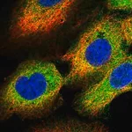 Merck Anti-OSBPL3 antibody produced in rabbit