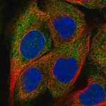 Merck Anti-DOK1 antibody produced in rabbit