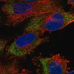 Merck Anti-MSL2 antibody produced in rabbit