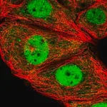 Merck Anti-ESRP2 antibody produced in rabbit