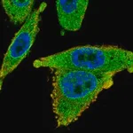 Merck Anti-SLC35B1 antibody produced in rabbit