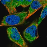 Merck Anti-HDAC4 antibody produced in rabbit