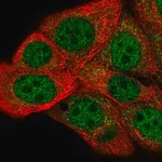 Merck Anti-HIF1AN antibody produced in rabbit