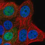 Merck Anti-SAP30L antibody produced in rabbit