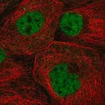 Merck Anti-ZNF317 antibody produced in rabbit