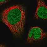 Merck Anti-NUP214 antibody produced in rabbit