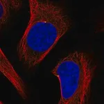 Merck Anti-ODF2 antibody produced in rabbit