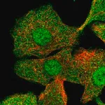 Merck Anti-CIB1 antibody produced in rabbit