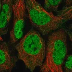 Merck Anti-FAM219B antibody produced in rabbit