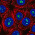 Merck Anti-LLPH antibody produced in rabbit