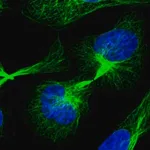Merck Anti-C21orf91 antibody produced in rabbit