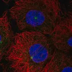 Merck Anti-LATS2 antibody produced in rabbit