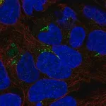 Merck Anti-PDXDC1 antibody produced in rabbit