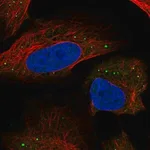 Merck Anti-HSD11B1L antibody produced in rabbit