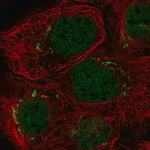 Merck Anti-MFAP3 antibody produced in rabbit