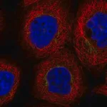 Merck Anti-DYM antibody produced in rabbit
