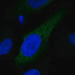 Merck Anti-CYP2S1 antibody produced in rabbit