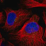 Merck Anti-DZIP3 antibody produced in rabbit