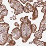 Merck Anti-RAB5A antibody produced in rabbit