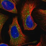 Merck Anti-DNAJC21 antibody produced in rabbit