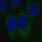 Merck Anti-NCR1 antibody produced in rabbit