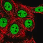 Merck Anti-RCOR1 antibody produced in rabbit