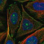 Merck Anti-UTP20 antibody produced in rabbit