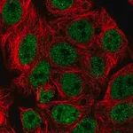 Merck Anti-ARRB1 antibody produced in rabbit