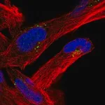Merck Anti-MVB12B antibody produced in rabbit