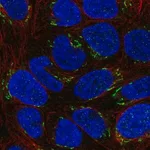 Merck Anti-NTF4 antibody produced in rabbit