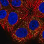 Merck Anti-COG8 antibody produced in rabbit