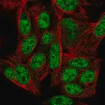 Merck Anti-ZNF556 antibody produced in rabbit