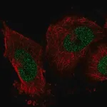 Merck Anti-IER2 antibody produced in rabbit