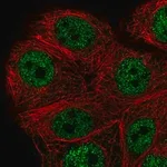 Merck Anti-PEX10 antibody produced in rabbit
