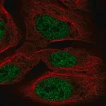 Merck Anti-TOPORS antibody produced in rabbit