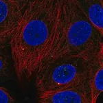 Merck Anti-CCNF antibody produced in rabbit