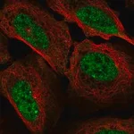 Merck Anti-CCNA1 antibody produced in rabbit