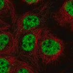 Merck Anti-RBPJ antibody produced in rabbit