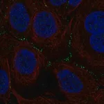 Merck Anti-TSSK4 antibody produced in rabbit