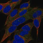 Merck Anti-REG3A antibody produced in rabbit