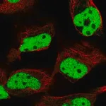 Merck Anti-MLH1 antibody produced in rabbit